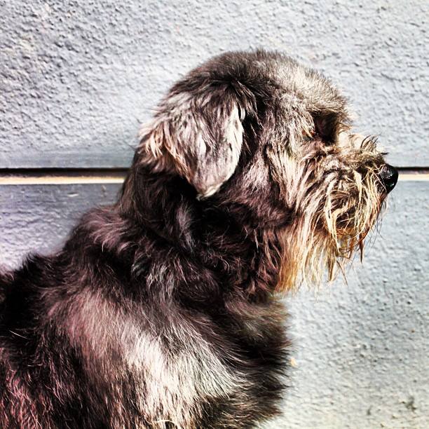 Rocky resting outdoors